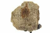 Fossil Hadrosaur Vertebra Section w/ Metal Stand - South Dakota #339911-2